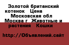 Золотой британский котенок › Цена ­ 20 000 - Московская обл., Москва г. Животные и растения » Кошки   